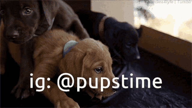 a group of puppies laying next to each other with the words ig : @pupstime above them