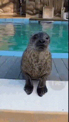 a seal is sitting on the edge of a pool and looking at the camera