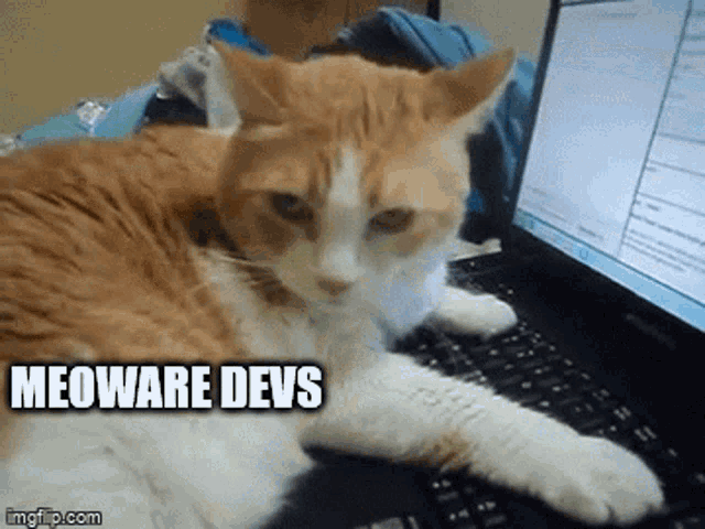 Meoware Cat GIF - Meoware Cat Funny Cat GIFs
