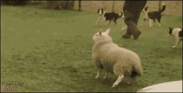 a sheep and a dog are running in a field with a 4gifs.com watermark
