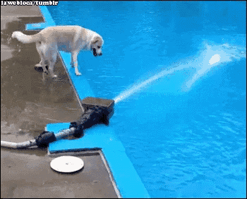 Dog Jump GIF