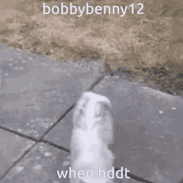 Bobby Benny12 When Hddt GIF - Bobby Benny12 When Hddt Cat GIFs