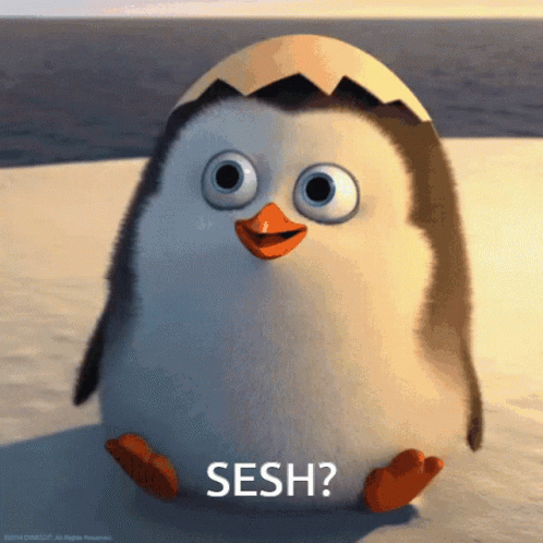 Sesh Piggith GIF - Sesh Piggith Penguin GIFs