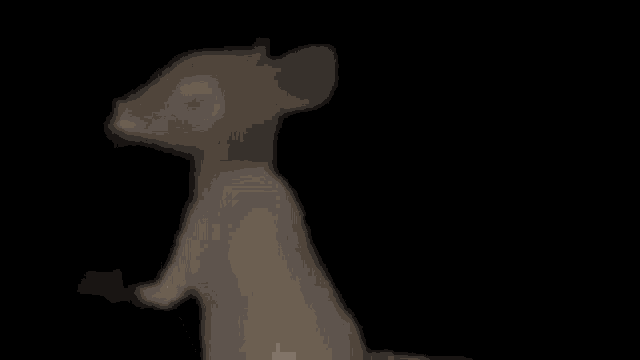 a close up of a cat standing in a dark room with a black background .