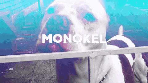 Monokel Monokel Music GIF - Monokel Monokel Music Music GIFs