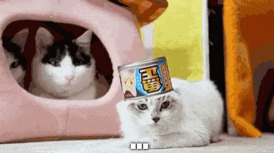 Cat Can GIF - Cat Can Head GIFs