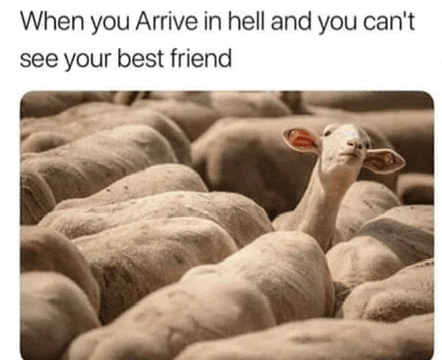 a herd of sheep with one sheep standing out from the crowd .
