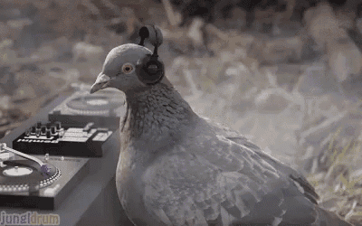 a pigeon wearing headphones sits in front of a turntable