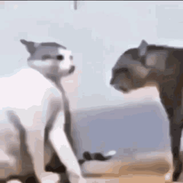 Jojo Cats GIF - Jojo Cats Cat GIFs