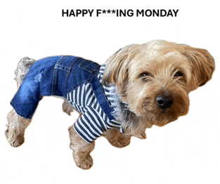 a small dog wearing overalls and a striped shirt with the words happy f *** ing monday on the bottom