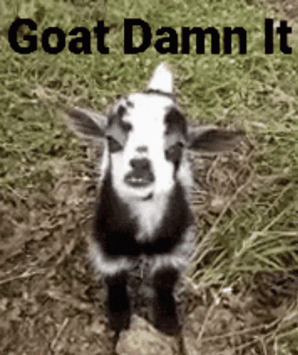 Goat Damn It GIF