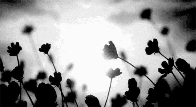 plant-daisies.gif