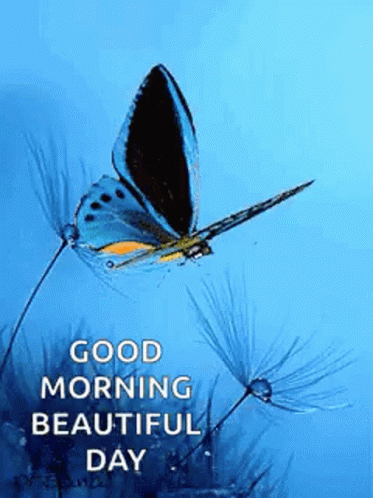 Good Morning Beautiful Day GIF - Good Morning Beautiful Day Butterfly GIFs