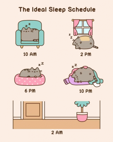 Cat Sleep GIF - Cat Sleep Ideal Sleep Schedule GIFs