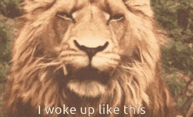 a close up of a lion with the words " i woke up like this " written below it
