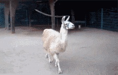 Dédain Dis Donc ! GIF - Fabulous Llama GIFs