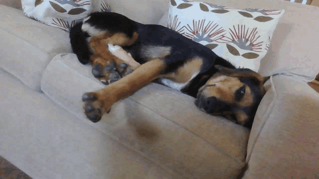 a dog laying on its back on a couch with a pillow on it