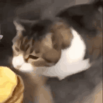 You Can Has Cheesburger Cat GIF – You can has cheesburger Cat Cheese ...