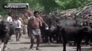 a man is walking with a herd of water buffalo down a road .