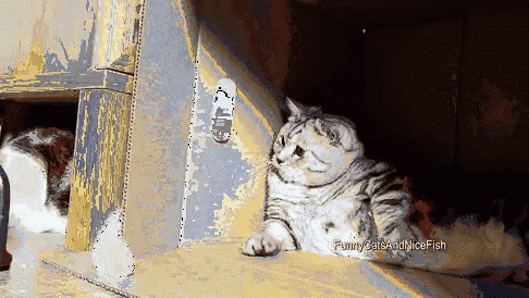 I Dont Know Whats Happening Here GIF - Cats GIFs