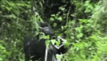 a gorilla is eating leaves from a tree .