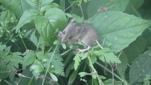 Mouse Feild Mouse GIF - Mouse Feild Mouse Isle Of Wight GIFs