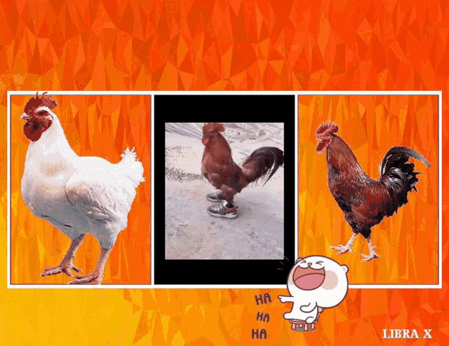 Meme Funny GIF - Meme Funny Chicken GIFs