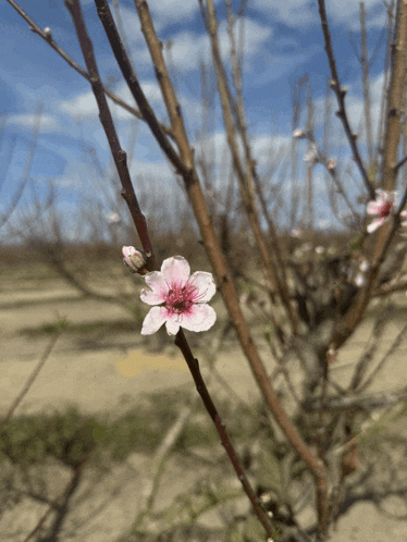 a small pink flower is on a tree branch