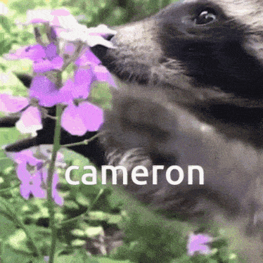 Cameron Raccoon GIF - Cameron Raccoon Flower GIFs