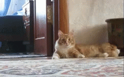 吃驚 GIF - Cat Shocked Omg GIFs
