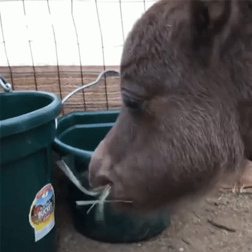 Eating Chewing GIF - Eating Chewing Pony GIFs
