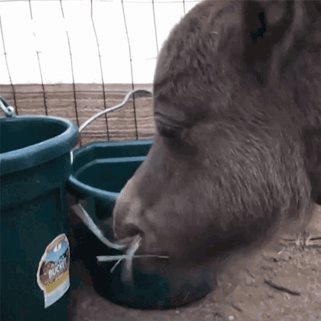 a bear is drinking from a green bucket that says bucket