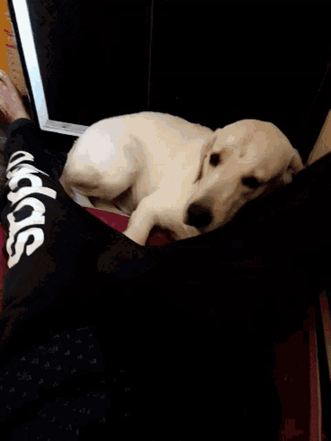 a white dog is laying on a person 's lap with a pair of nike shoes on