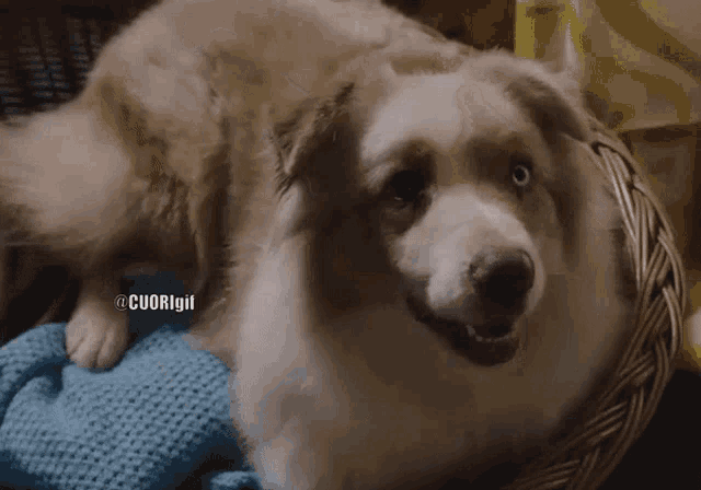 a dog is laying in a wicker basket with a blue blanket underneath it and the words cuorigirl below it