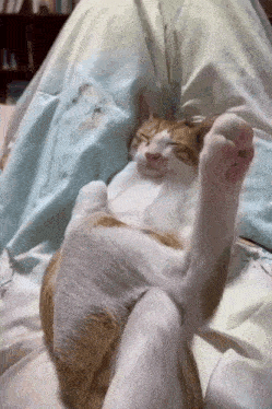 an orange and white cat is laying on its back with its paws up