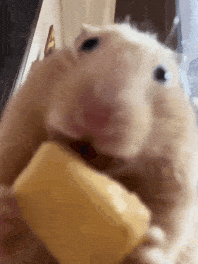 a hamster is eating a piece of cheese from a person 's hand .