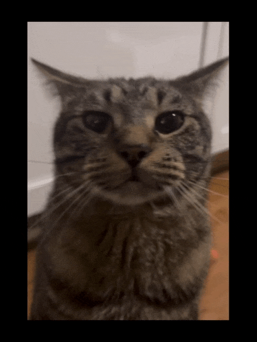 a close up of a cat 's face with a blurry background