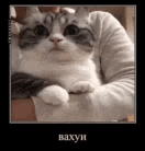 a person is holding a cat in their arms and it looks like it is looking at the camera .