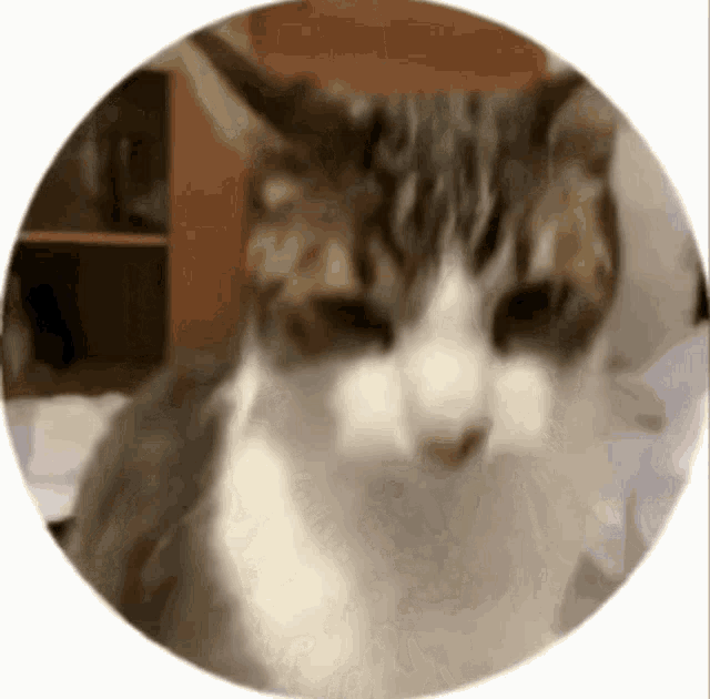 a close up of a cat in a circle on a white background .