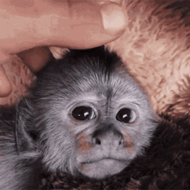 Baby Ape Scratching GIF - Baby Ape Scratching GIFs