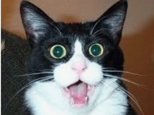 Shocked Cat Face GIF - Shocked Cat Face GIFs