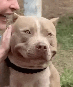 a man is petting a dog that is smiling and making a funny face .