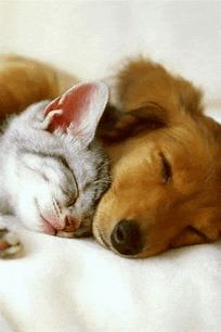 a cat and a dog are sleeping together on a bed