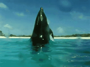 a dolphin is jumping out of the water in front of a beach