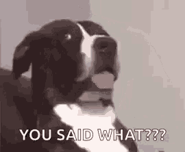 a black and white dog is sitting on a couch with its tongue out and saying `` you said what ? ''