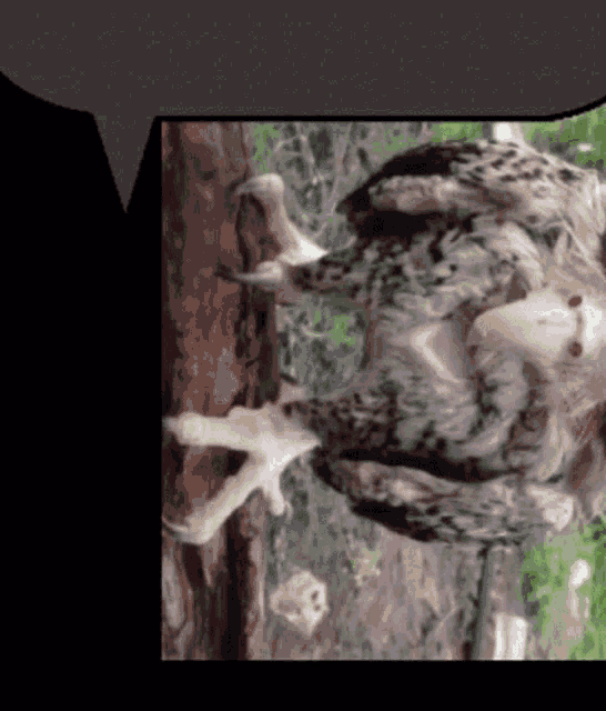 Pigona Owl GIF - Pigona Owl Text GIFs