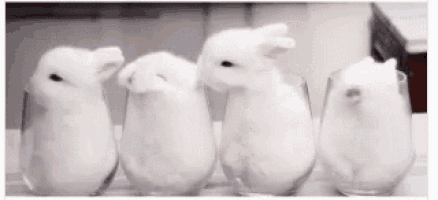 four small white rabbits are sitting in wine glasses .