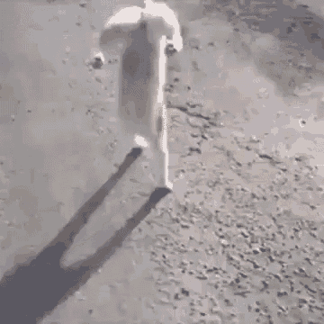 a cat is walking on its hind legs on a dirt path .