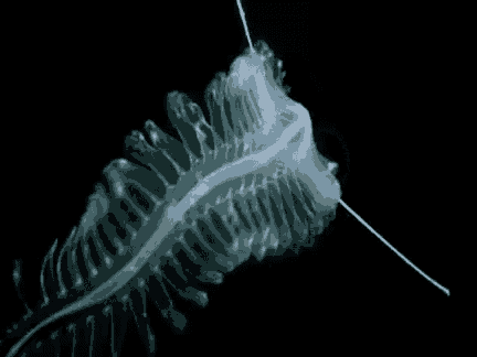 a close up of a jellyfish with a long tail floating in the ocean .