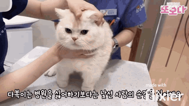 a white cat is being examined by a veterinarian in a video that was made with made with